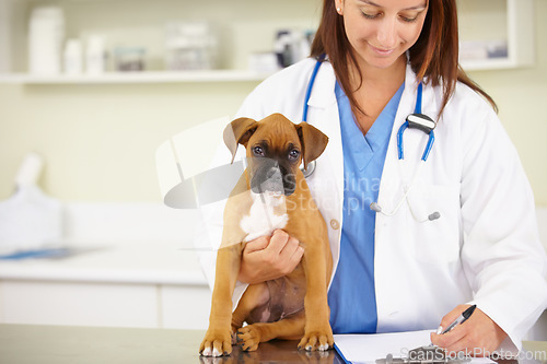 Image of Doctor, writing or sick puppy at veterinary clinic for animal healthcare checkup inspection or prescription. Veterinarian, history or boxer pet or rescue dog in medical examination test in office