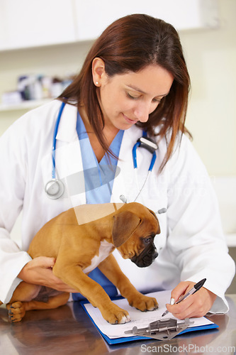 Image of Veterinarian, writing or sick puppy at veterinary clinic for animal healthcare checkup inspection office. Doctor, history or boxer pet or rescue dog in medical examination test for a prescription