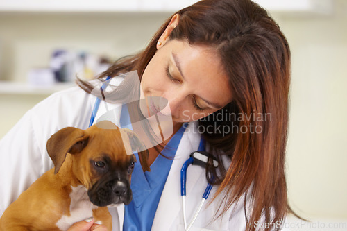 Image of Hugging, doctor or sick puppy at vet for animal healthcare check up in nursing consultation in office. Affection, nurse or young rescue pet boxer in examination or medical test in veterinary clinic