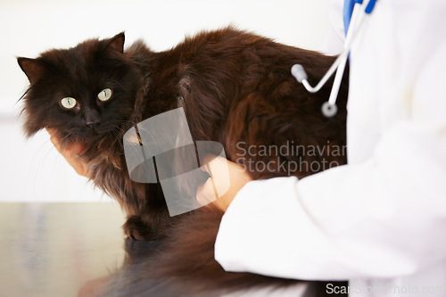Image of Hands, doctor or cat in veterinary clinic or animal healthcare table for checkup in nursing consultation. Wellness, veterinarian or sick black Persian kitten or pet in examination or medical test