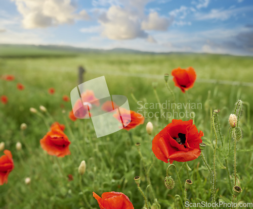 Image of Nature, garden and orange flowers in grass with greenery and plants in spring in the countryside. Environment, eco friendly and natural floral blossom petals on the lawn of an outdoor park or field.