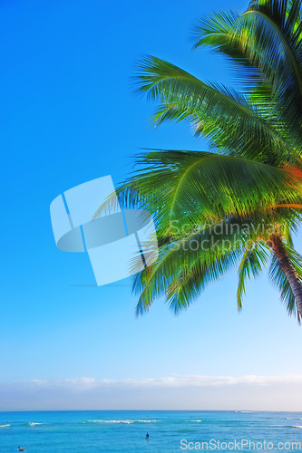 Image of Ocean, blue sky and landscape with beach and palm tree, travel and summer vacation outdoor in Hawaii. Environment, horizon and seaside location with tropical island destination and mockup space
