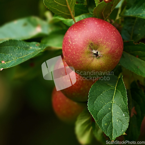 Image of Apple plants, nature and fruit product growth outdoor on countryside with farming produce. Fruits, red apples and green leaf on a tree outside on a farm for agriculture and sustainable production