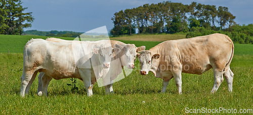 Image of Herd, cows and farm field in summer for agriculture, eating and walking for health, meat industry and outdoor. Cattle group, grass and together for farming, nature and sunshine in green countryside