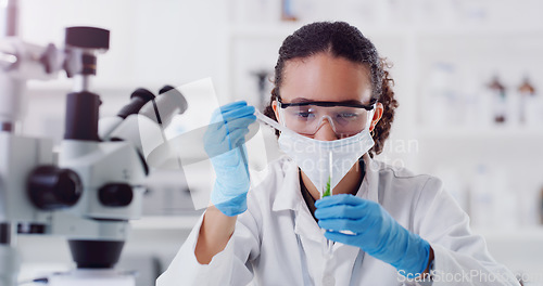 Image of Lab worker, woman scientist and plant chemical pour of employee with science work. Laboratory mask, medical test and chemistry for botany and ecology analysis doing futuristic research with sprout