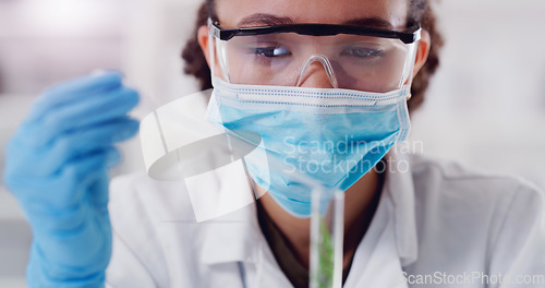 Image of Science, test tube and plant with woman in laboratory for medical, agriculture and pharmacy research. Biotechnology, ecology and healthcare with gmo scientist and for biology, vaccine and medicine