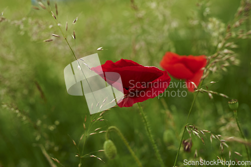 Image of Nature, grass and red poppies in field for natural beauty, spring mockup and blossom. Countryside, plant background and closeup of flowers for environment, ecosystem and flora growing in meadow