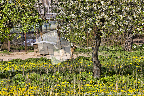 Image of dog sitting on a metal chain