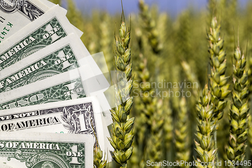 Image of money in the field