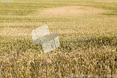 Image of agricultural fields eastern Europe