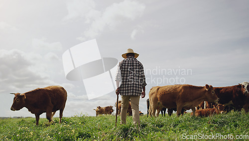 Image of Agriculture, cows and black man on farm, back and using walking stick for farming mockup. Land, cattle and African person with disability, farmer working and grass field for meat production in agro.