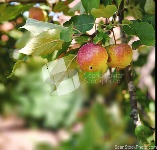 Image of Growing, fruit and apple on trees in farm for agriculture, orchard farming and harvesting. Nature, sustainability and closeup of green or red apples on branch for organic, healthy and natural produce