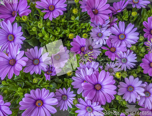 Image of chrysanthemums in sunny ambiance