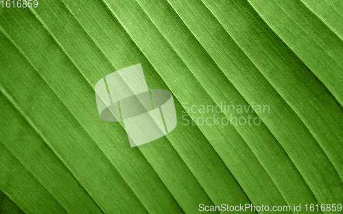 Image of banana leaf closeup