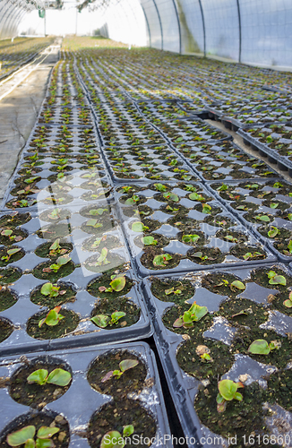 Image of lots of potted seedlings