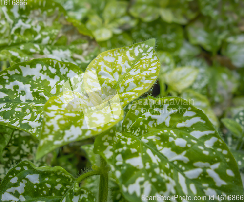 Image of green leaves closeup