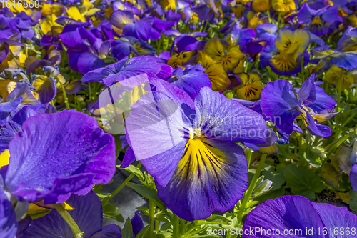 Image of pansy flowers closeup