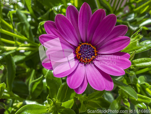 Image of chrysanthemum in sunny ambiance