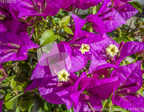 Image of violet flowers in sunny ambiance
