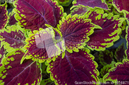 Image of painted nettle leaves closeup