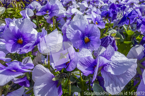 Image of pansy flowers closeup