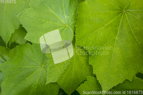 Image of green leaves closeup