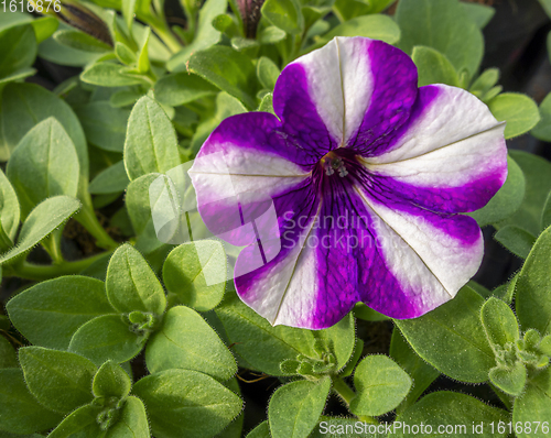 Image of flower in sunny ambiance