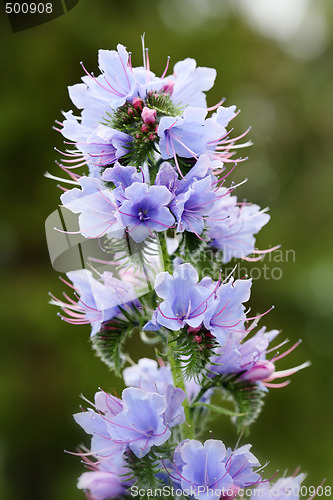 Image of Viper's Bugloss (Echium Vulgare)