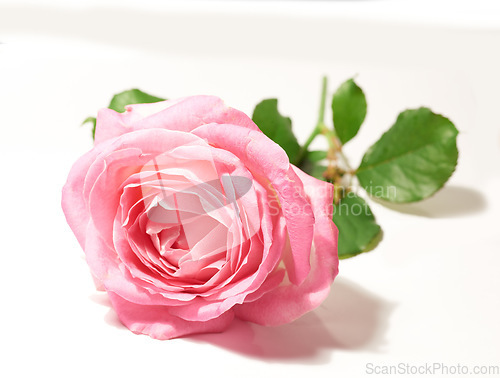 Image of Flower, isolated pink rose and against a white background for blossom. Natural beauty floral or plant, stem valentine gift or green leafs with petal and flowers against a studio backdrop alone