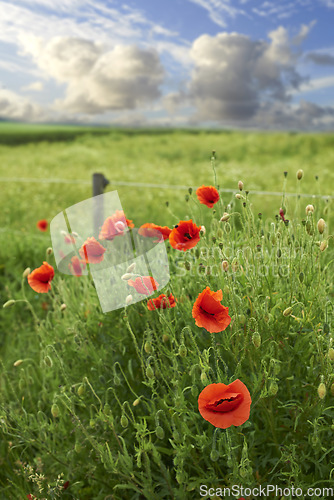 Image of Flowers, grass and red poppies in field for natural beauty, spring mockup and blossom. Countryside, nature background and closeup of flower for environment, ecosystem and flora growing in meadow