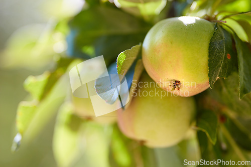 Image of Fruit, farm and apple on trees for agriculture, orchard farming and harvesting in nature. Countryside, sustainability and closeup of green apples on branch for organic, healthy and natural produce