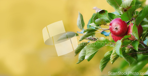 Image of Mockup banner, fruit and apple on trees in farm for agriculture, orchard farming and harvesting. Nature, sustainability and closeup of red apples growing for organic, healthy and natural produce