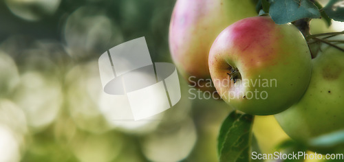 Image of Banner, fruit and apple on trees in farm for agriculture, orchard farming and harvest. Nature mockup, sustainability and closeup of green or red apples growing for organic, healthy or natural produce