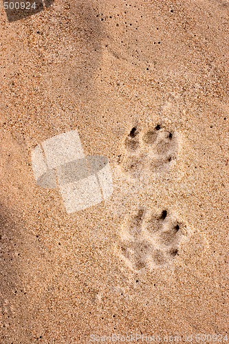 Image of Dog tracks in the sand