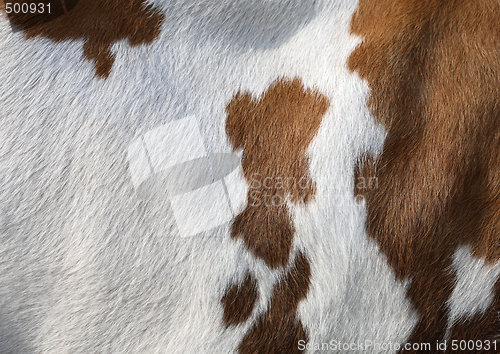 Image of Cow