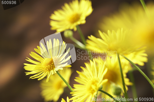 Image of Summer Flowers