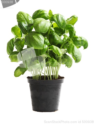 Image of Basil 