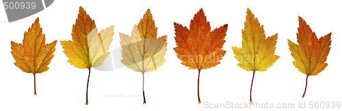 Image of Autumn leaves