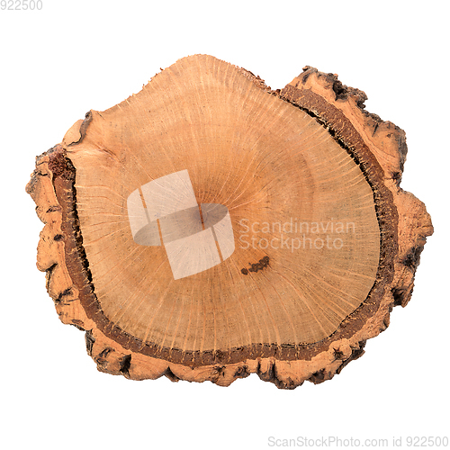 Image of Wood log slice