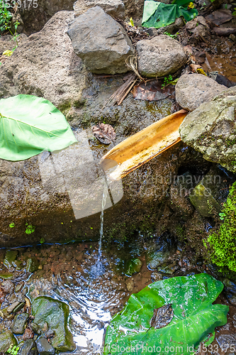 Image of Natural bamboo fountain in Santo Antao, Cape Verde