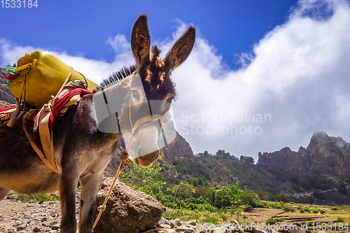 Image of Donkey in Cova de Paul votano crater in Santo Antao island, Cape