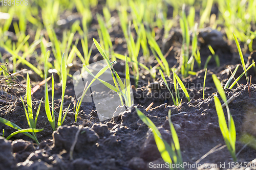 Image of real organic green rye