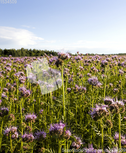 Image of purple flowers, sky