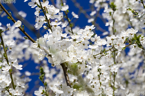 Image of blooming beautiful fruit trees
