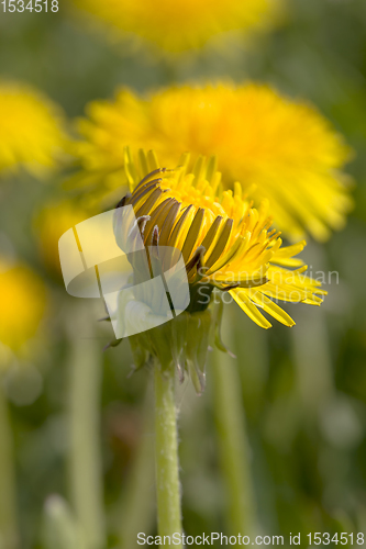 Image of yellow dandelion