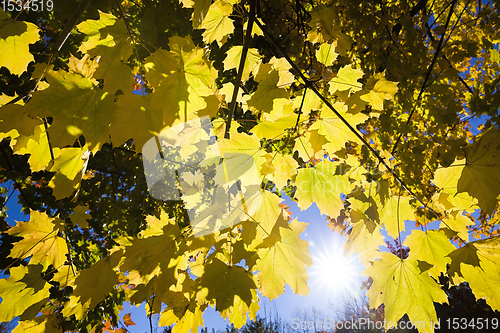 Image of beautiful tree crown