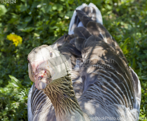 Image of large gray goose