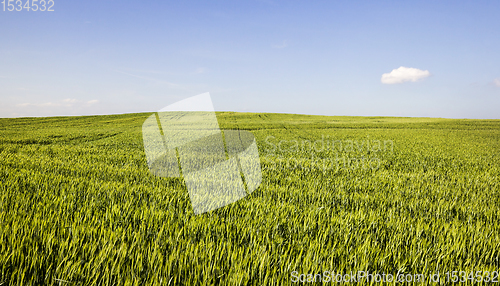 Image of green unripe cereals