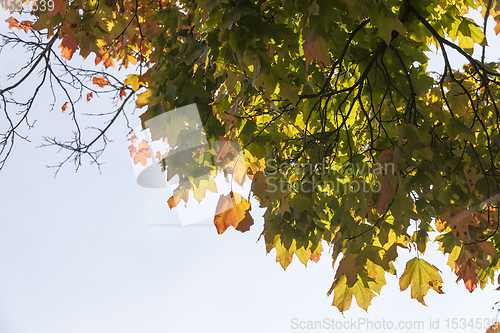 Image of maple leaves to large-scale leaf fall