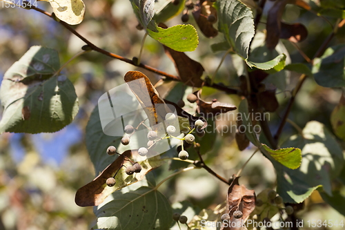 Image of lime seeds tree